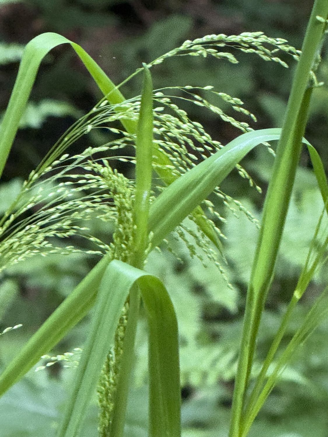 Glyceria elata - Tall Managrass