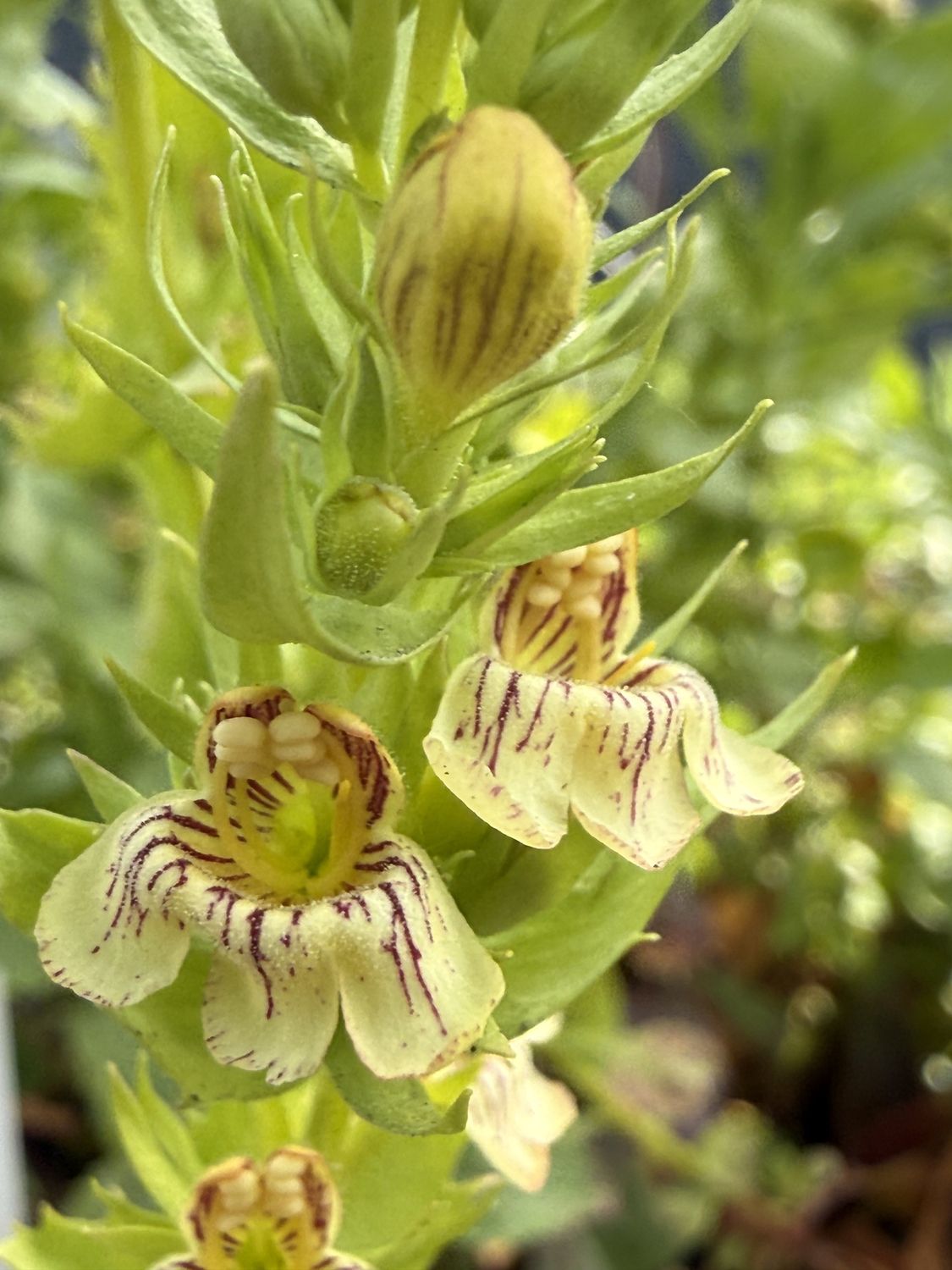 Penstemon deustus - Hot Rock Penstemon