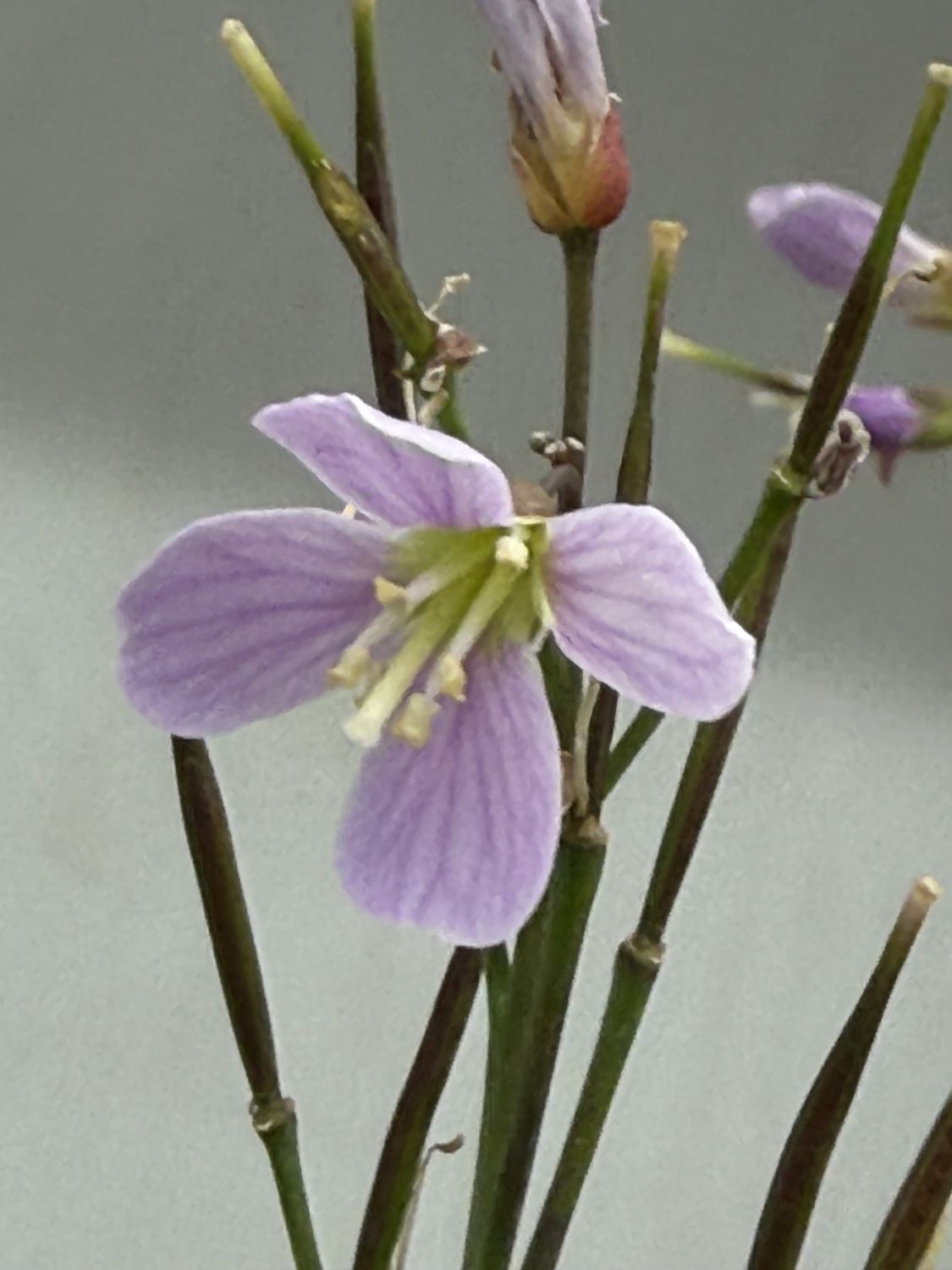 Cardamine nuttallii v nuttallii - Beautiful Bittercrest