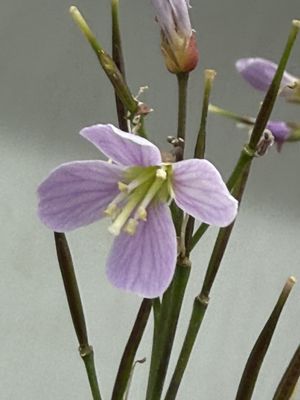 Cardamine nuttallii v nuttallii - Beautiful Bittercrest
