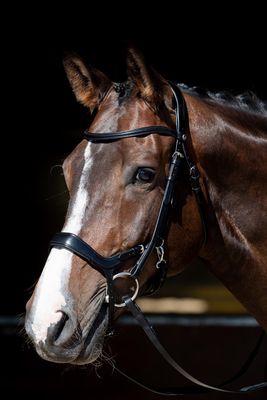 Hoofdstel Anatomic Relaese Hoofdstel Anatomic Relaese