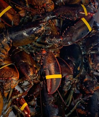 Live Maine Lobster