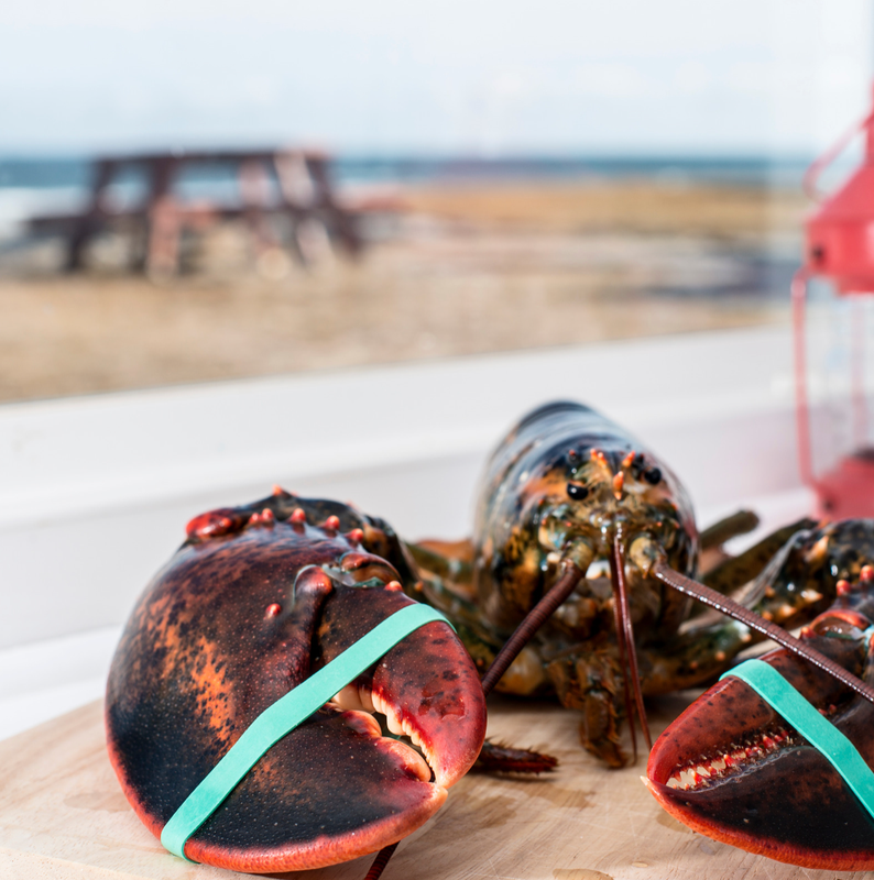 Choose Package: Live Maine Lobster Packages, 2-2.25 LBS (Free Shipping)