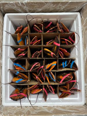 Choose Package: Live Maine Lobster Packages, 1-1.18 LBS (Free Shipping)