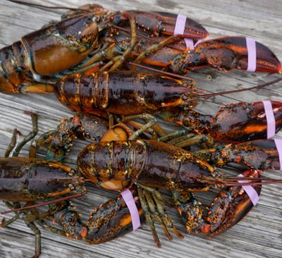 Choose Package: Live Maine Lobster Packages, 1.2-1.42 LBS (Free Shipping)