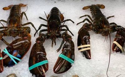 Choose Package: Live Maine Lobster Packages, 1.70-1.94 LBS (Free Shipping)