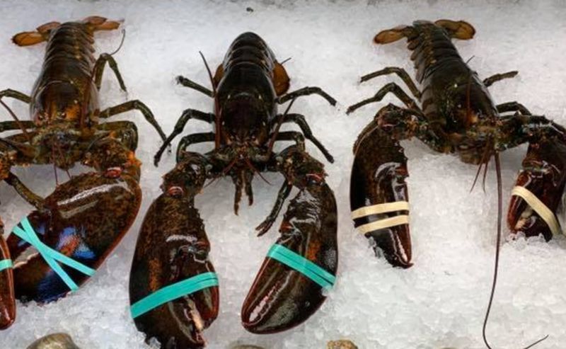 Choose Package: Live Maine Lobster Packages, 1.70-1.94 LBS (Free Shipping)
