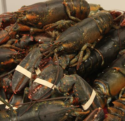 Choose Package: Live Maine Lobster Packages, 1.42-1.68 LBS (Free Shipping)