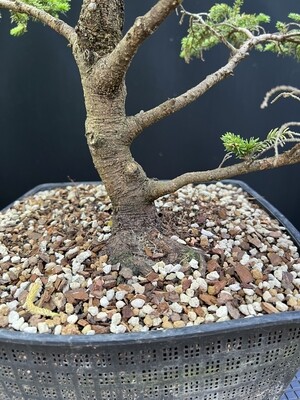 Crataegus monogyna / Hawthorn Yamadori bonsai