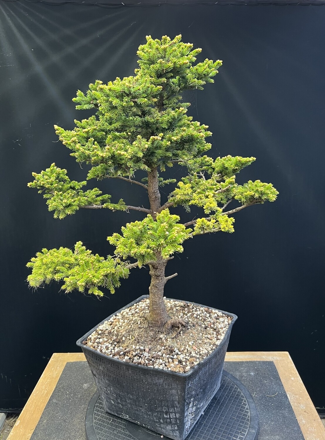 SOLD Picea glehnii/Ezo Spruce bonsai