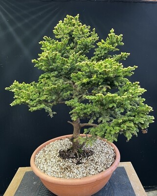 Picea glehnii/Ezo Spruce bonsai