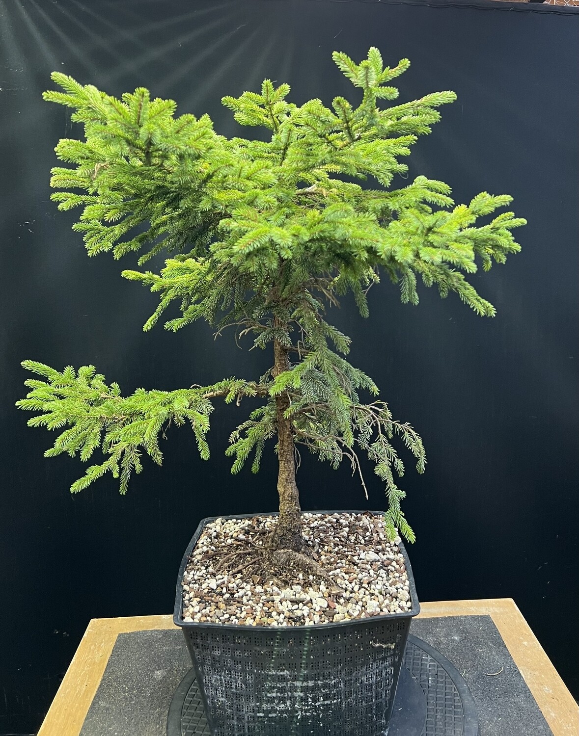 Crataegus monogyna / Hawthorn Yamadori bonsai – Store – Bonsai4Me