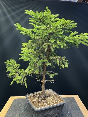 Picea abies/Norway Spruce bonsai