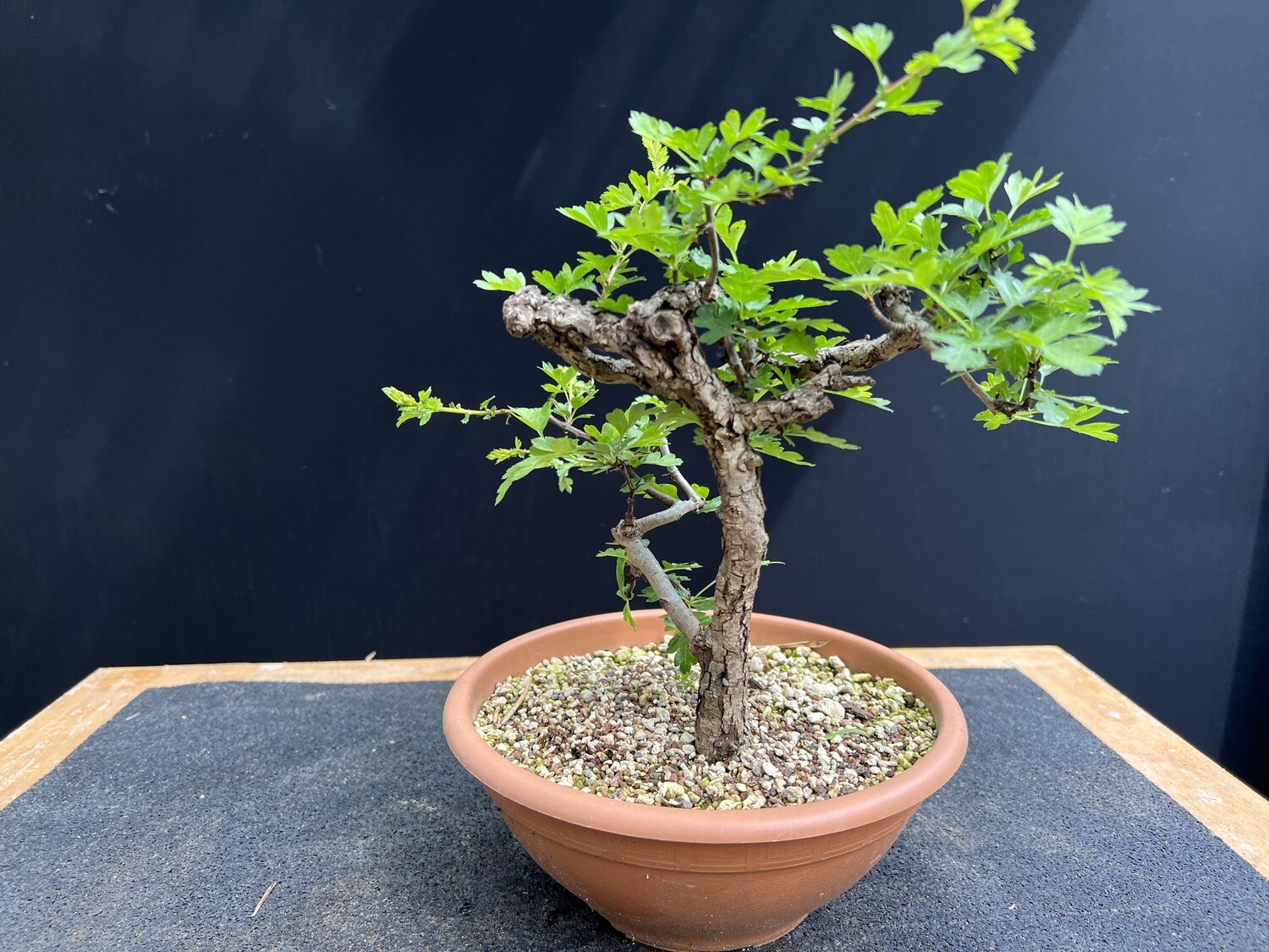 SOLD Crataegus monogyna / SHOHIN Hawthorn Yamadori bonsai from Wales