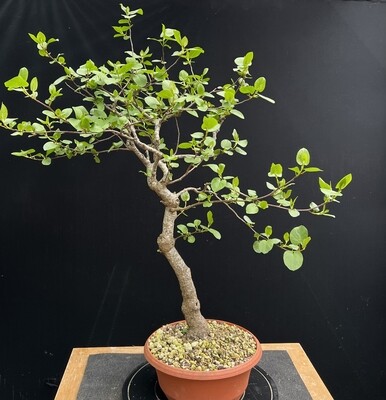 SOLD Alnus cordata/Italian Alder bonsai material