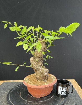 Ulmus minor/English Elm bonsai material