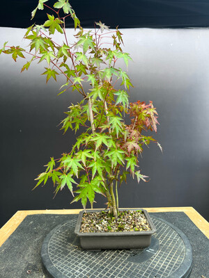 SOLD Acer Palmatum/Japanese Maple Triple-Trunk Bonsai