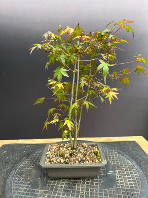 SOLD Acer Palmatum/Japanese Maple Triple-Trunk Bonsai