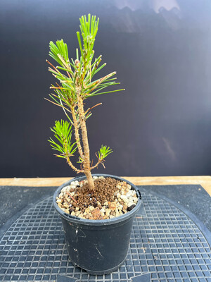 Pinus thunbergii/Japanese Black Pine Starter Bonsai