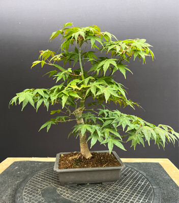 SOLD Acer Palmatum/Japanese Maple Bonsai