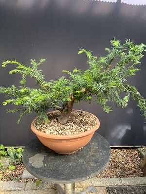 Taxus bacatta/English Yew bonsai