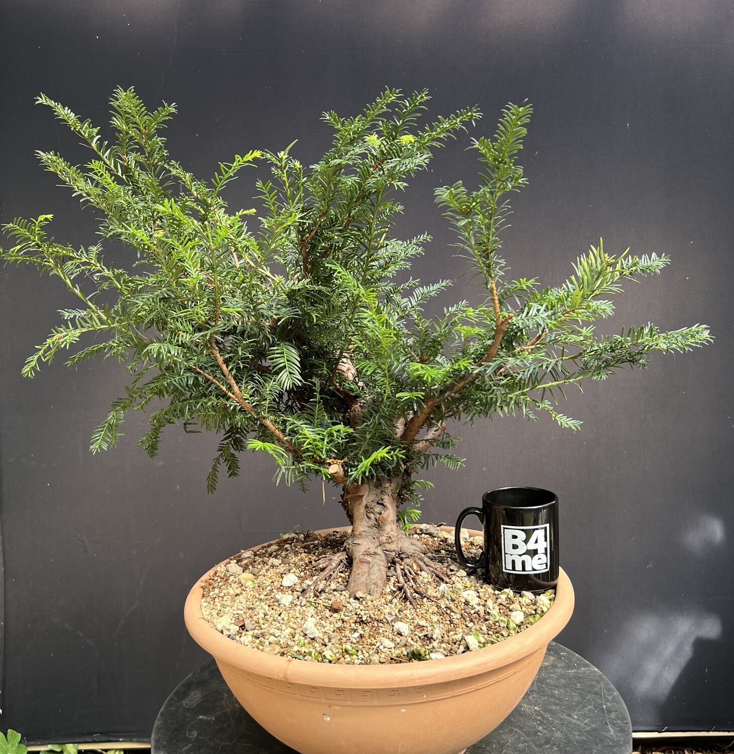 SOLD Taxus bacatta/English Yew bonsai
