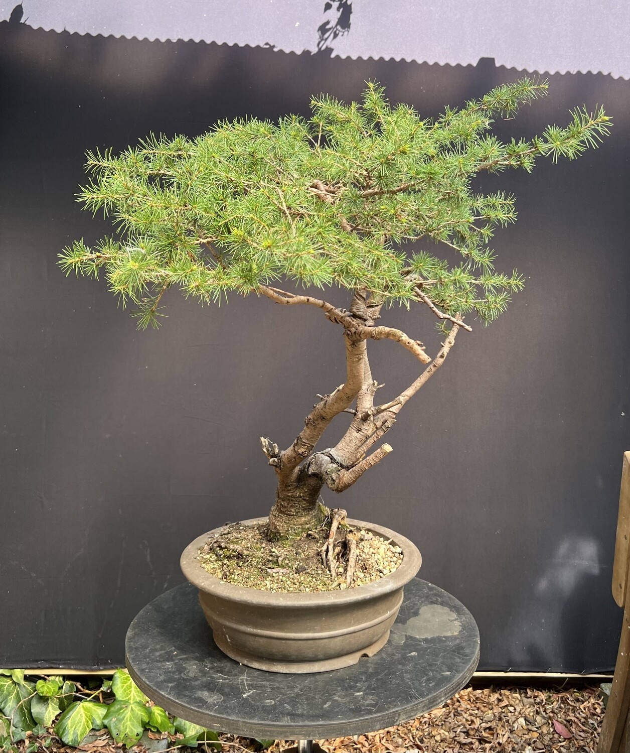 Cedrus libani/Cedar of Lebanon bonsai Withdrawn For Styling
