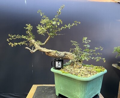 Crataegus monogyna / Raw Hawthorn Yamadori bonsai