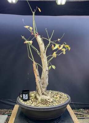 Euonymous europaeus / European Spindle Yamadori bonsai