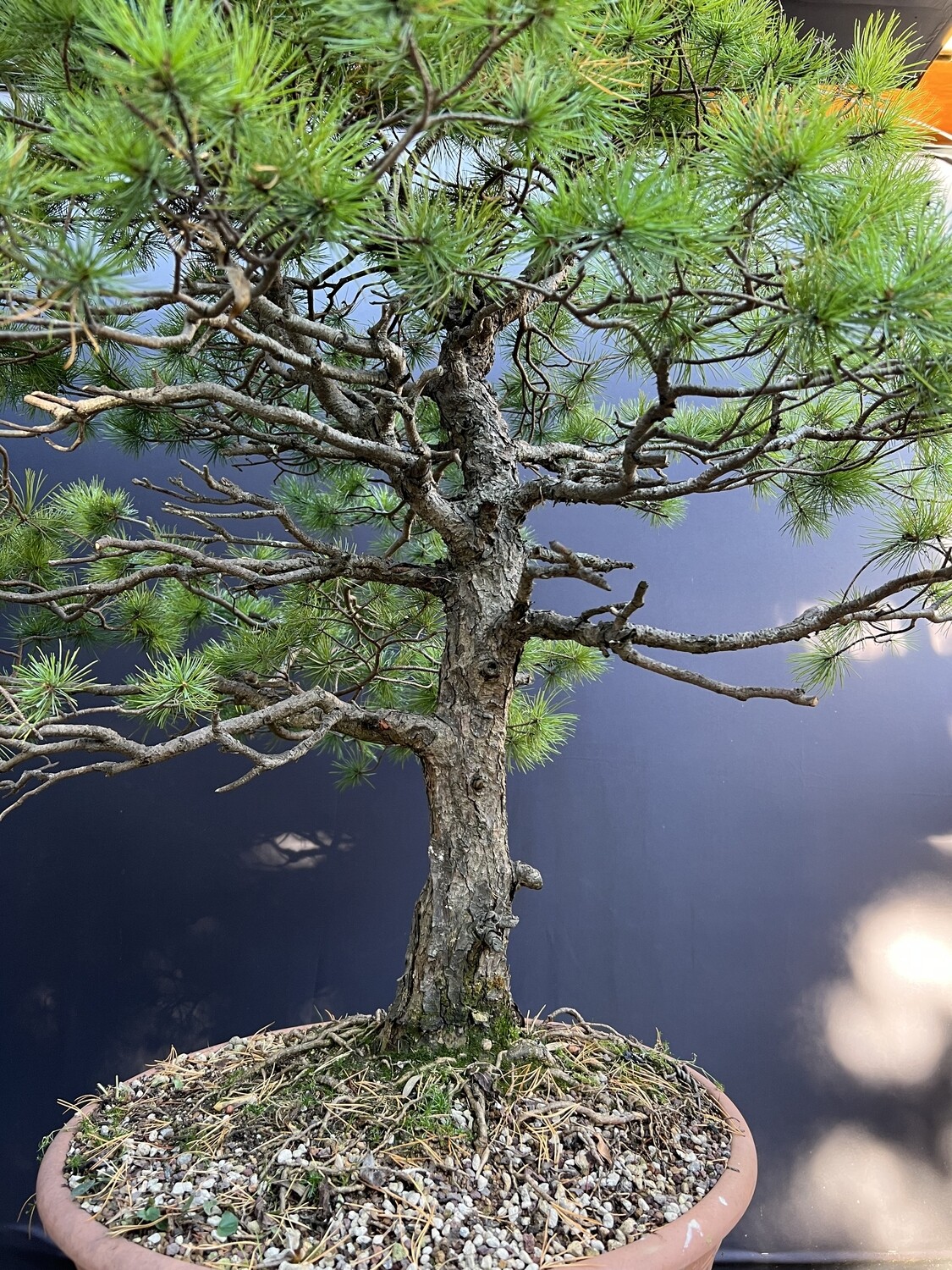 SALE Pinus parviflora/ Japanese White Pine bonsai LARGE