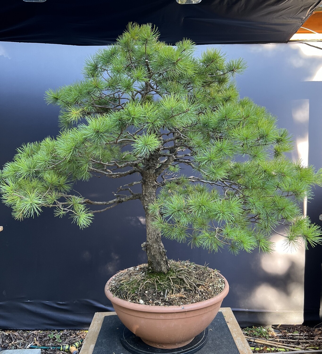 Pinus parviflora/ Japanese White Pine bonsai LARGE