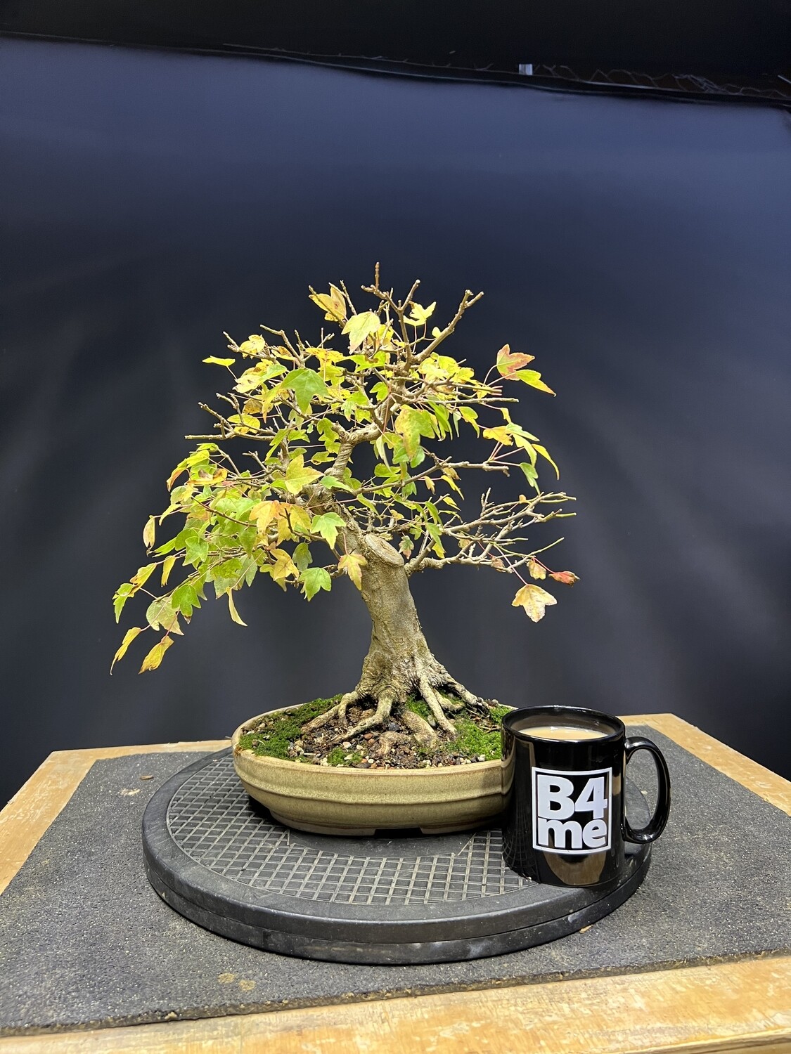 SOLD Acer buergerianum/ Trident Maple bonsai