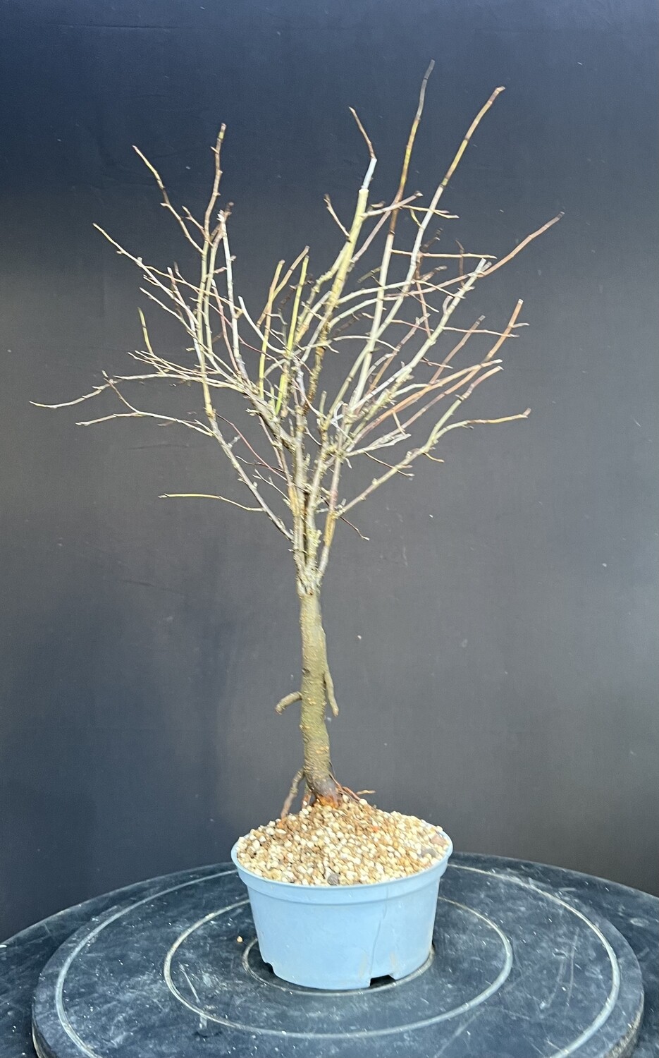 SOLD Prunus spinosa /Blackthorn bonsai