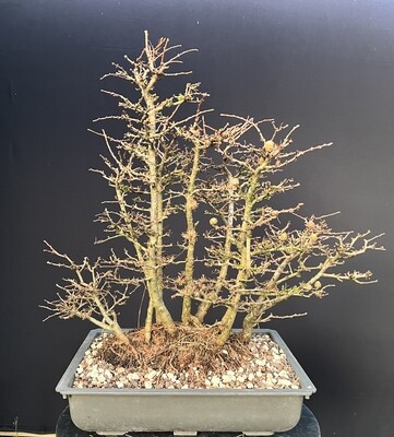 SOLD Larix kaempferi/Japanese Larch Forest bonsai