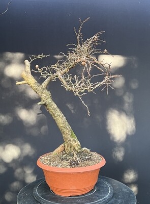 Larix kaempferi/Japanese Larch bonsai