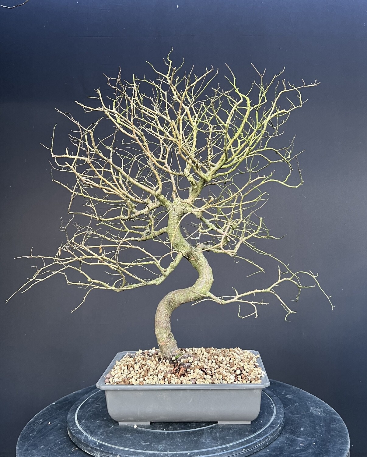 SOLD Ulmus parvifolia/Mature Chinese Elm bonsai