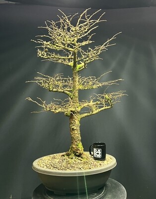 Larix kaempferi/Japanese Larch bonsai