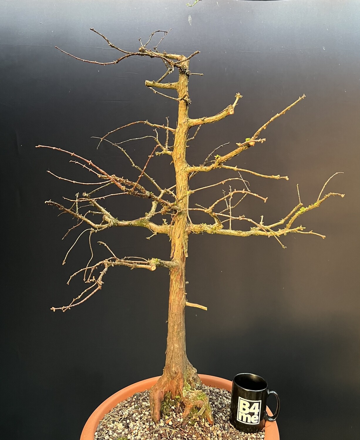 SOLD Sequoioideae/Redwood bonsai