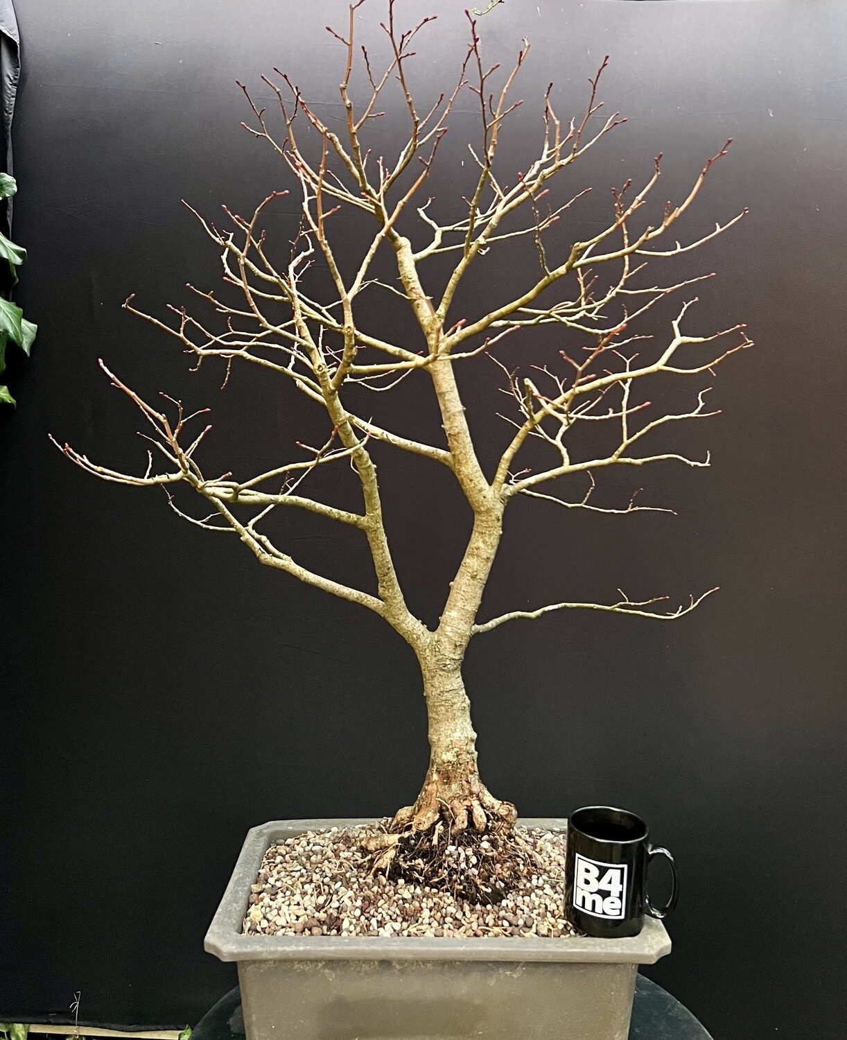 SOLD Tilia cordata/Small-Leaved Lime bonsai