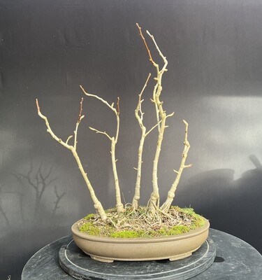 Ginkgo biloba/Gingko Forest bonsai