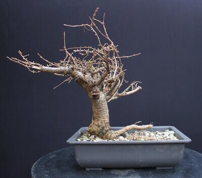 Larix decidua/Larch yamadori bonsai from Wales