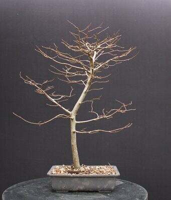 SOLD Carpinus betulus/European Hornbeam bonsai