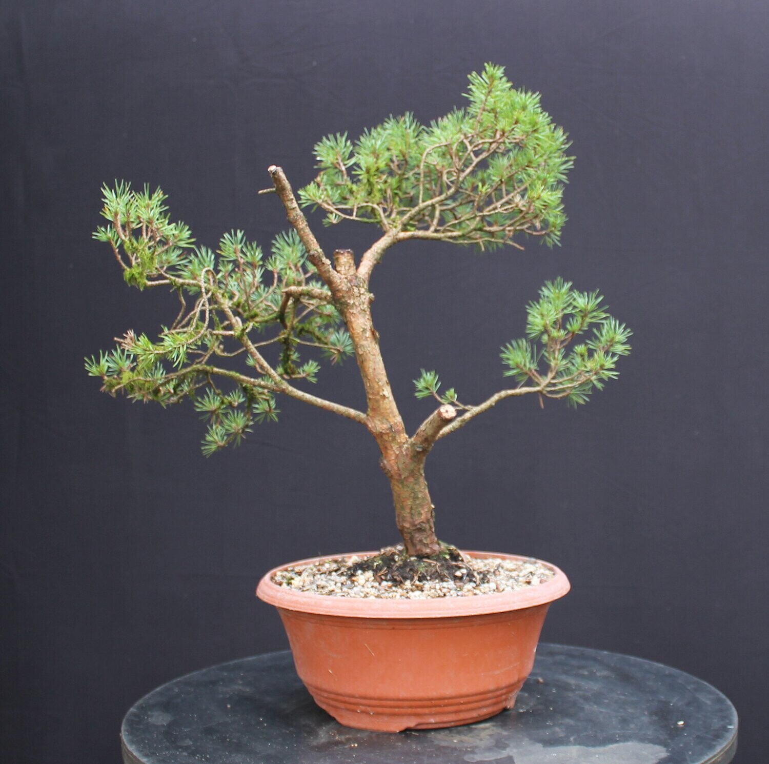 SOLD Pinus sylvestris 'Beuvronensis'/Dwarf Scots Pine bonsai