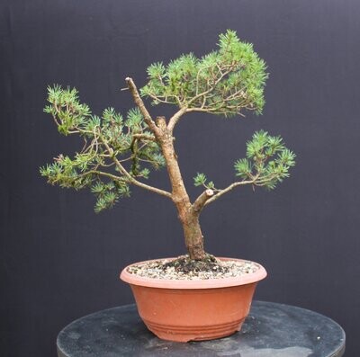 Pinus sylvestris 'Beuvronensis'/Dwarf Scots Pine bonsai