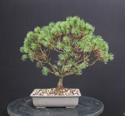 Pinus mugo/Mugo Pine bonsai (unknown variety)