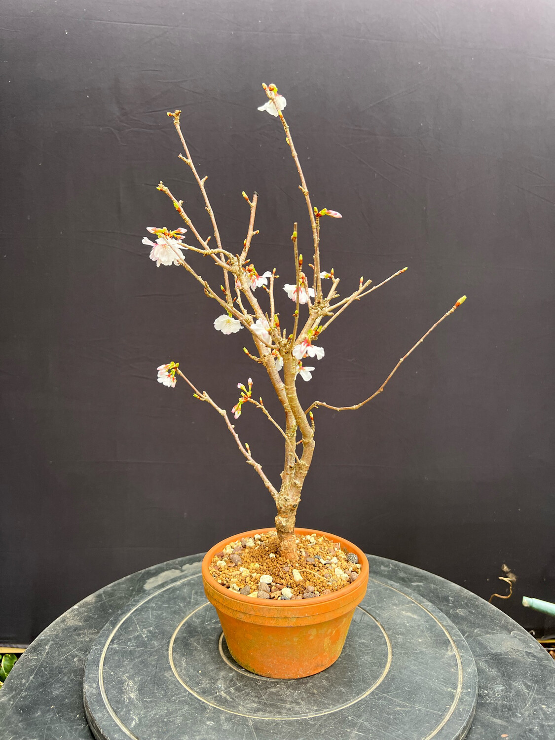 SOLD Prunus nipponica kurilensis 'Brilliant'/Kurile Cherry bonsai