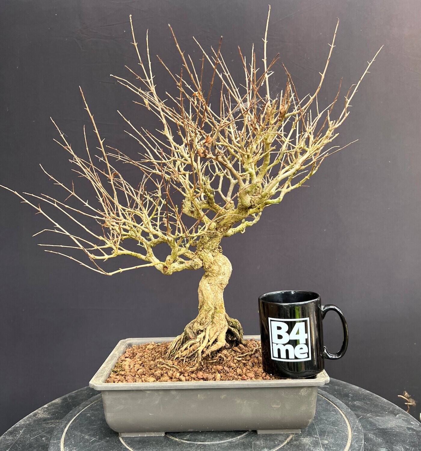 SOLD Punica grantum/Pomegranate bonsai
