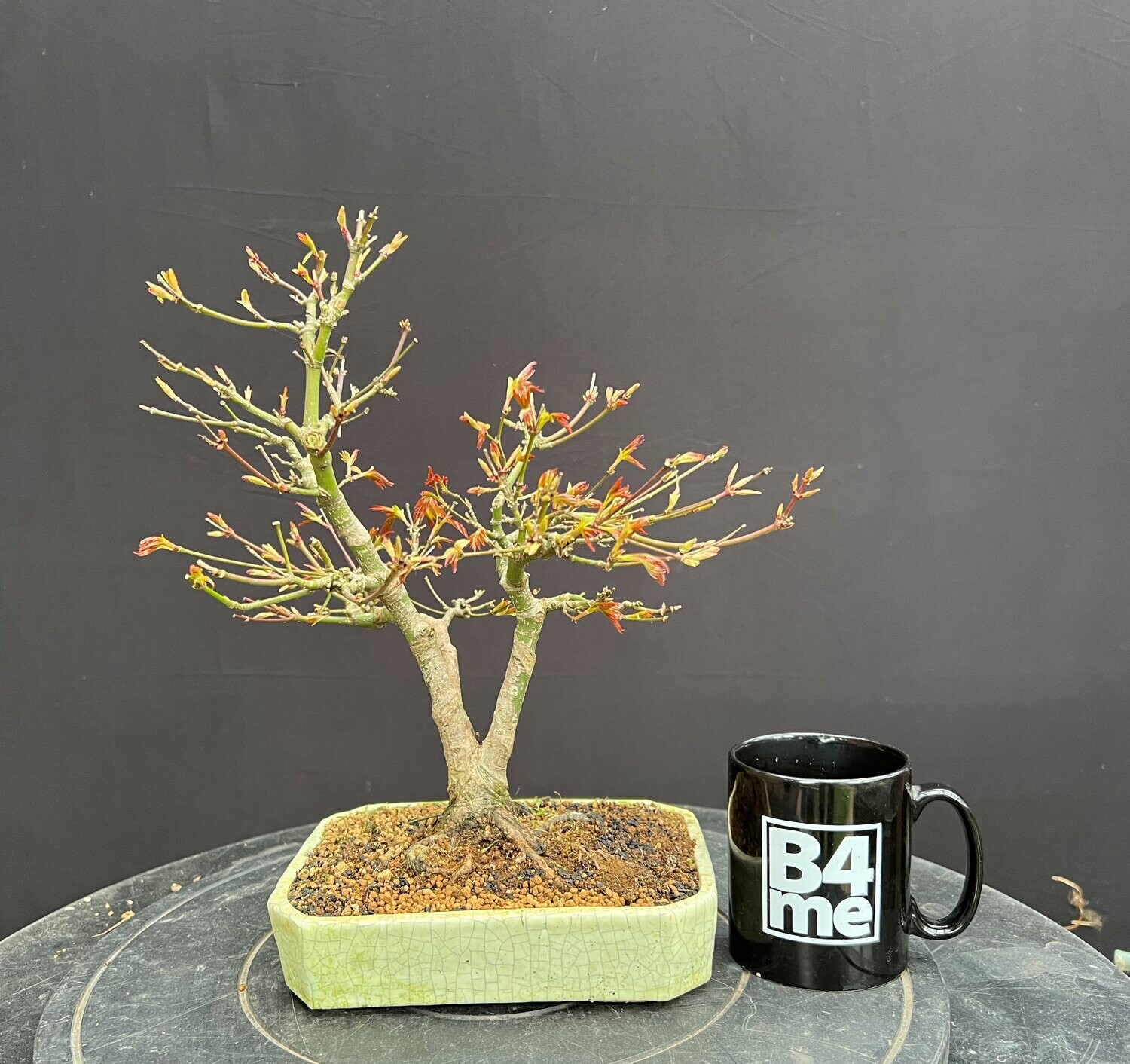 SOLD Acer palmatum (variety unknown)/Japanese Maple bonsai in 'Dansai' pot