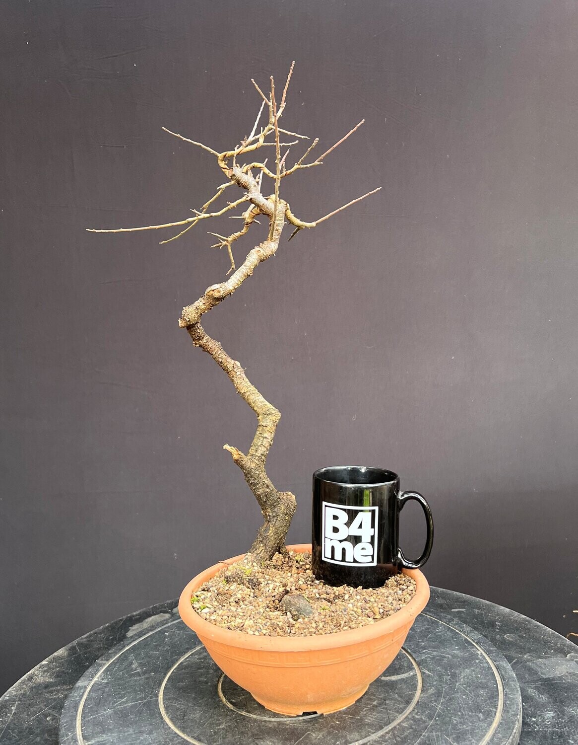 SOLD Prunus spinosa/Blackthorn yamadori bonsai