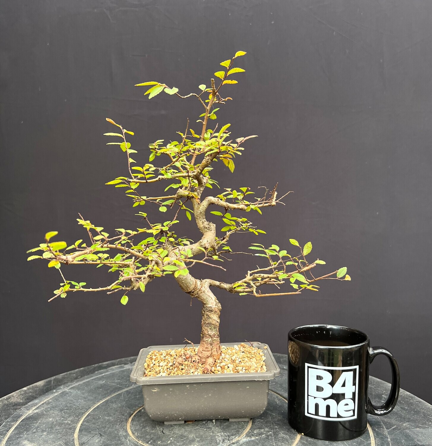 SOLD Ulmus parvifolia/Chinese Elm bonsai